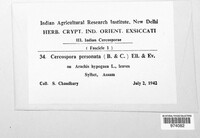 Nothopassalora personata image